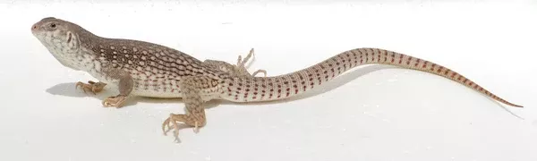 Desert Iguana