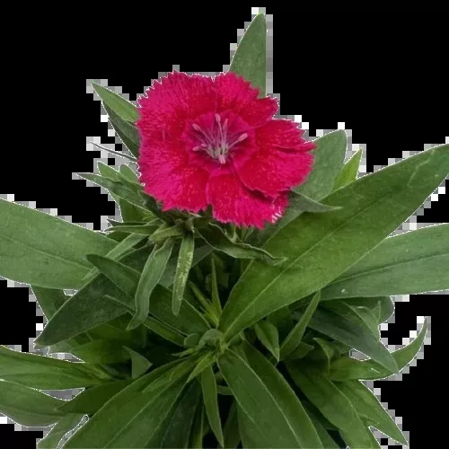 Dianthus