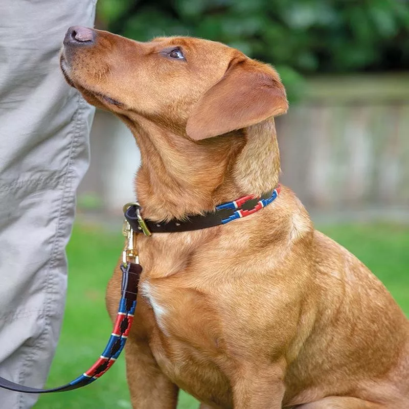 Digby & Fox Drover Polo Dog Collar