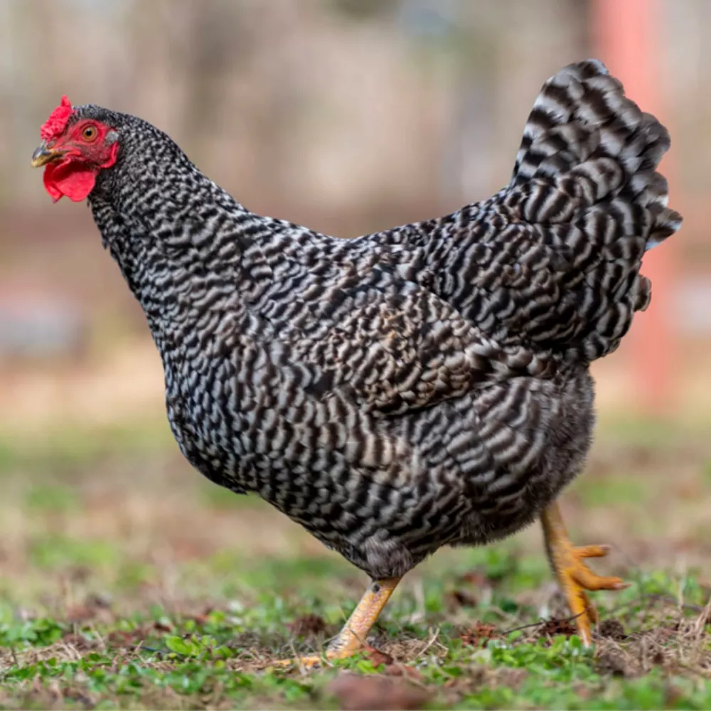 Dominique Chicks