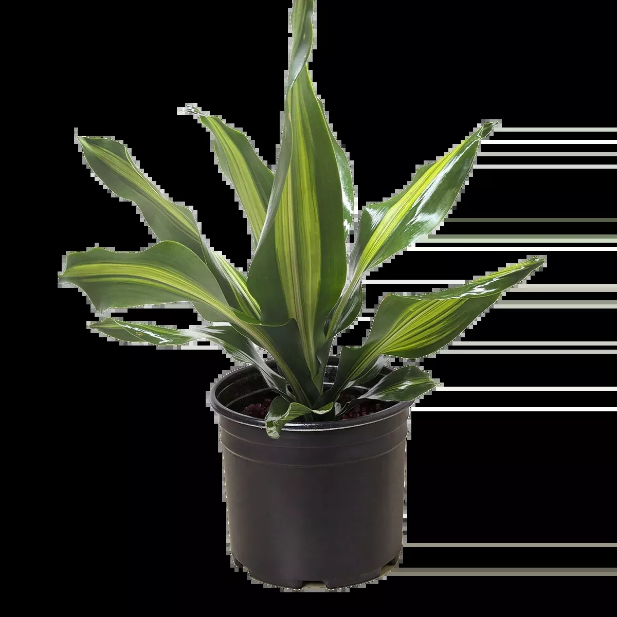 Dracaena Golden Heart