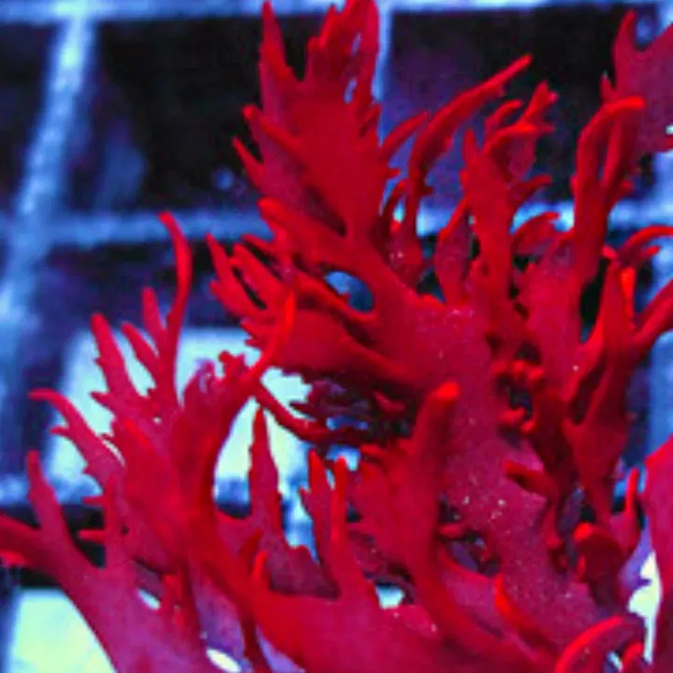 Dragon’s Breath Macroalgae