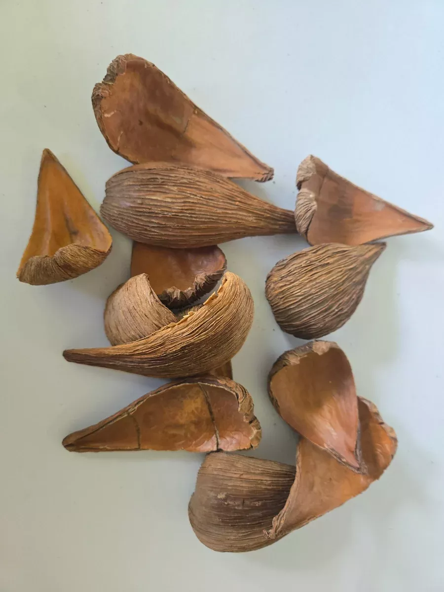 Dregea Arti Pods