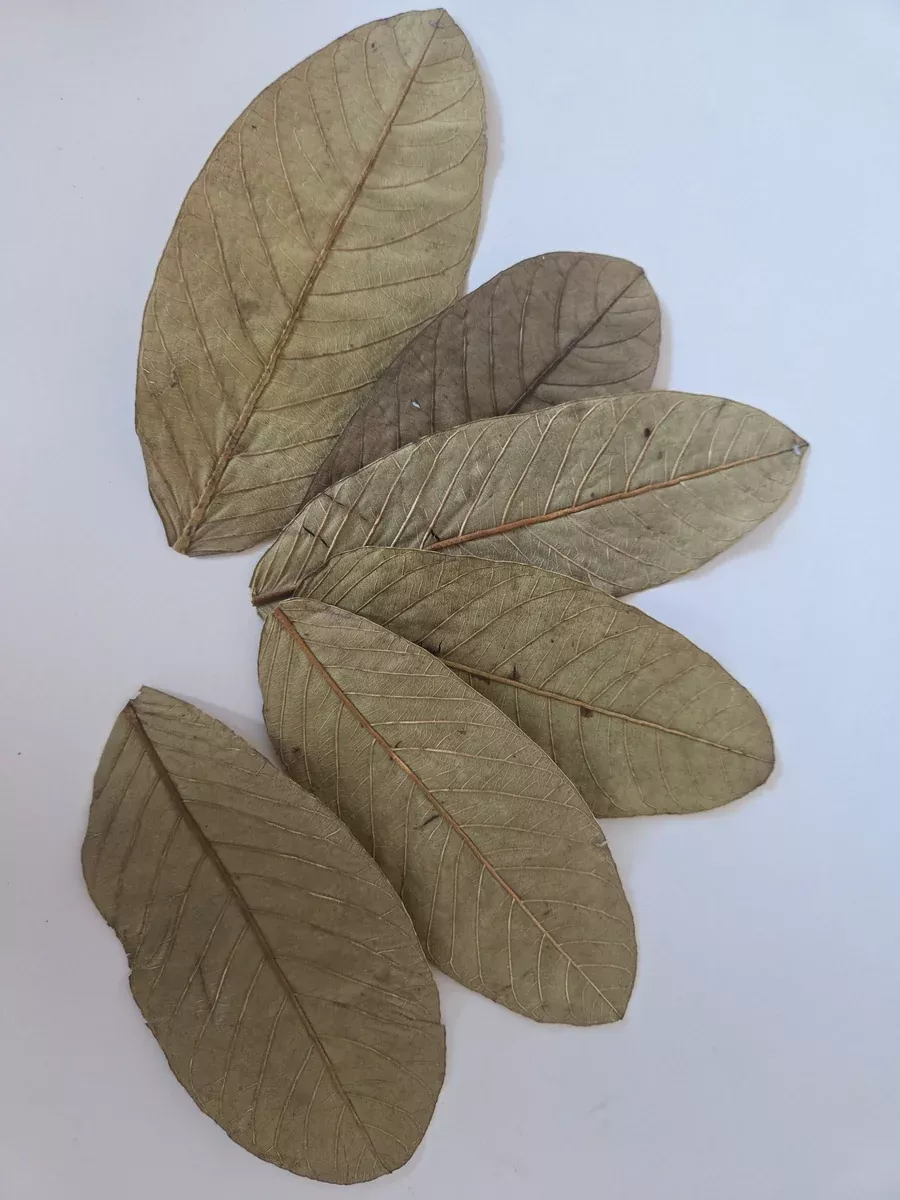Dried Guava Leaves - 25 pack