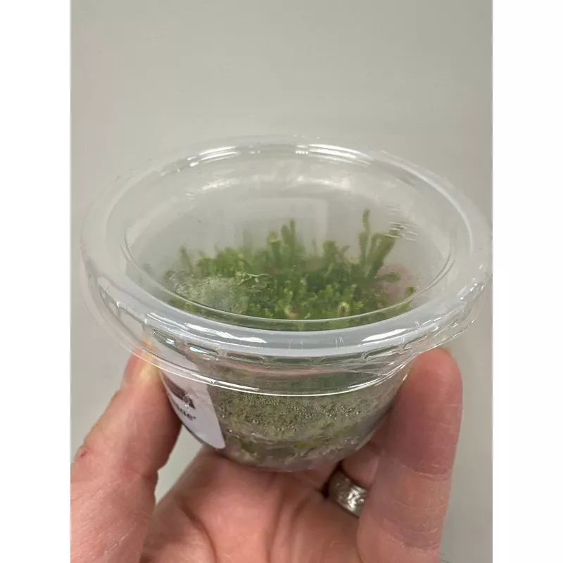 Drosera spatulata var Labill