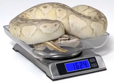 DS 6000 Digital Scale