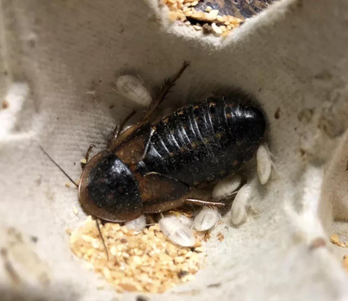 Dubia Roach Breeder Group