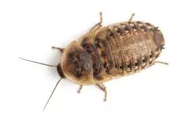 Dubia Roaches 50 count container