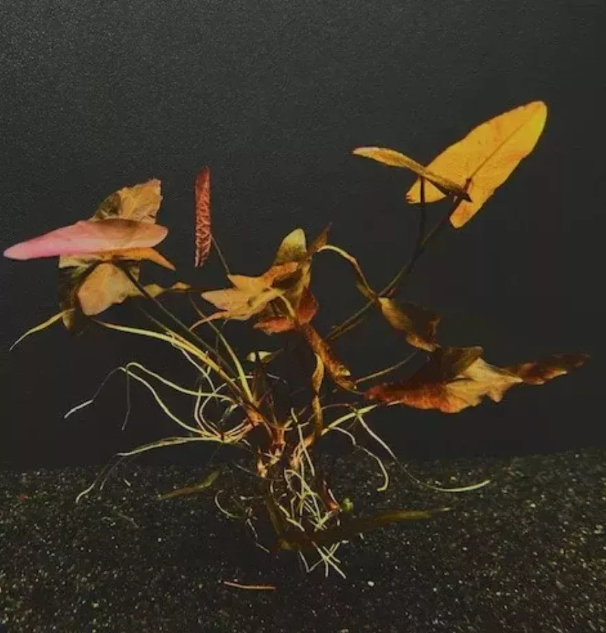 Dwarf Aquarium Lily