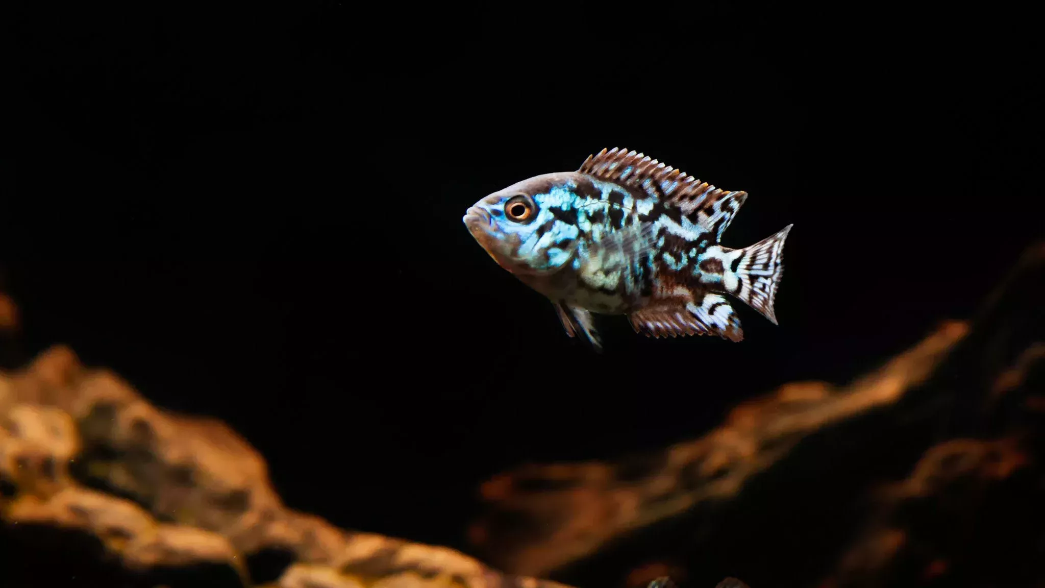 E.B. Jack Dempsey