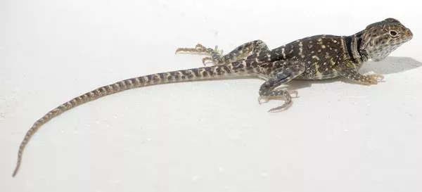 Eastern Collared Lizard