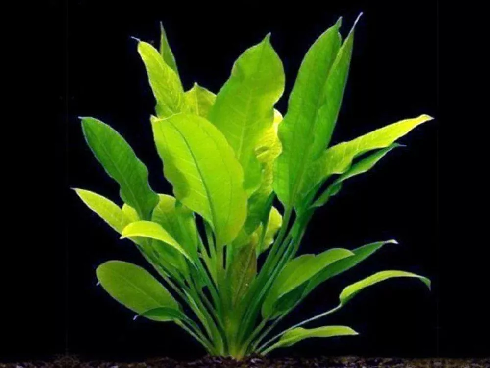 Echinodorus Argentinensis Mother Plant