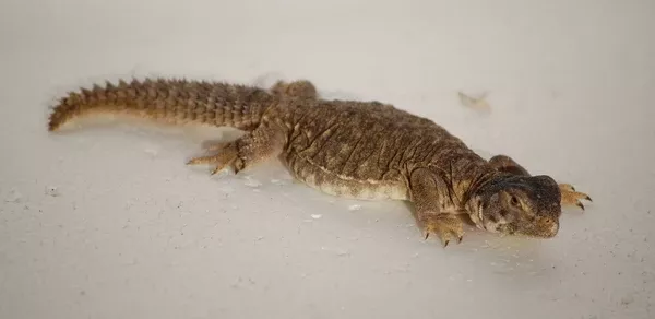 Egyptian Uromastyx