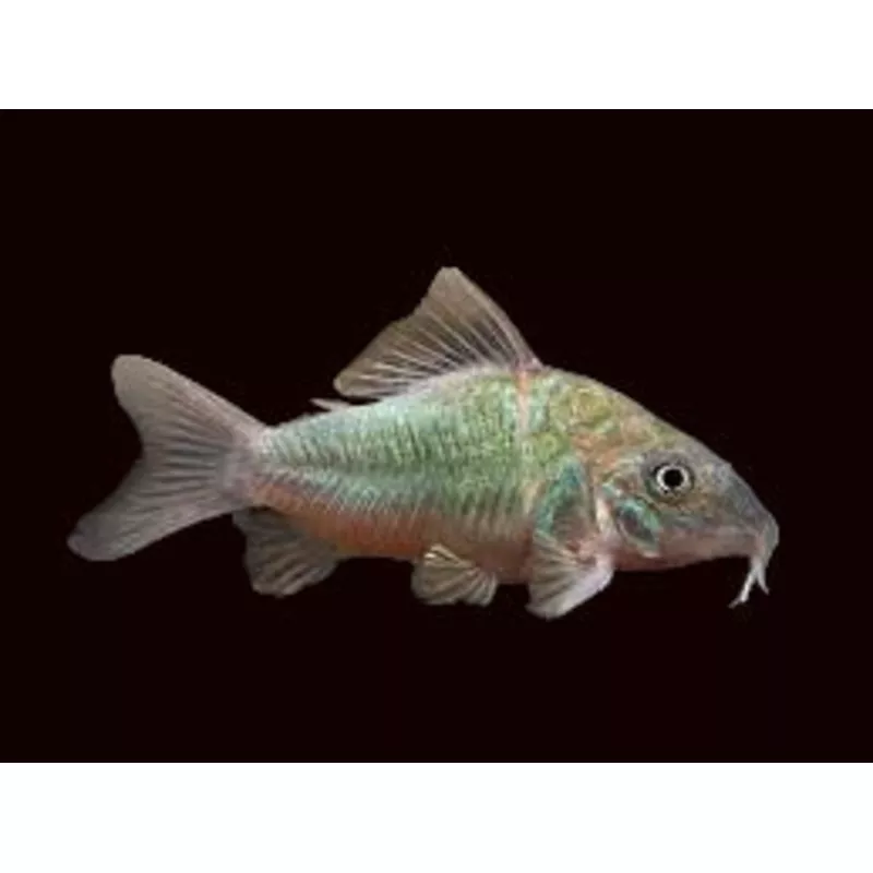 Emerald Cory
