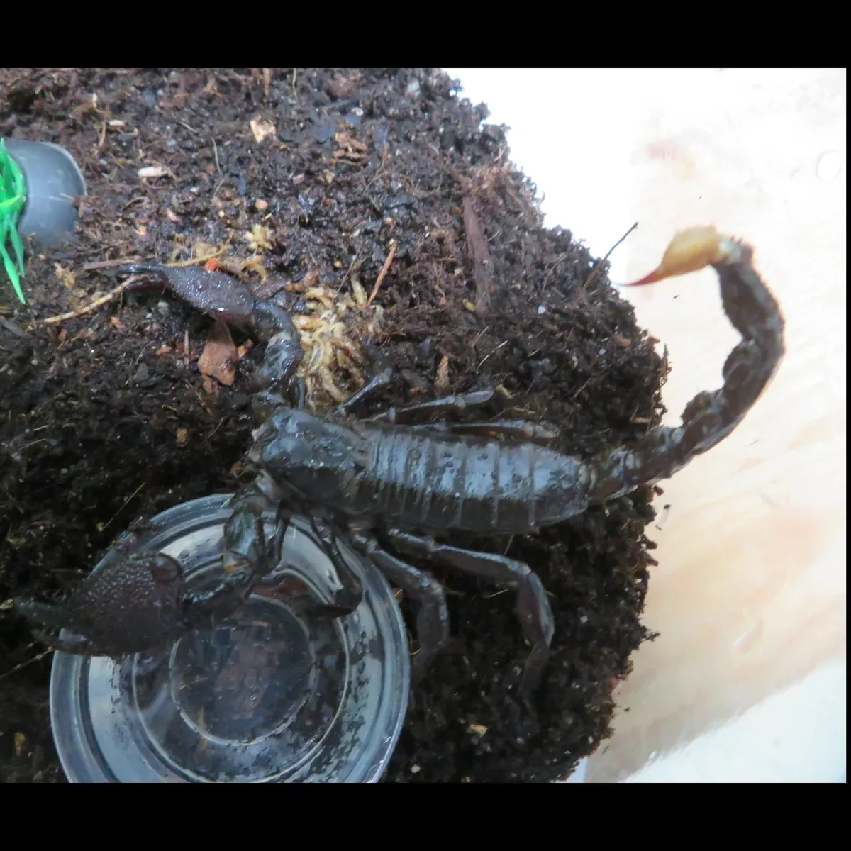 Emperor Scorpion