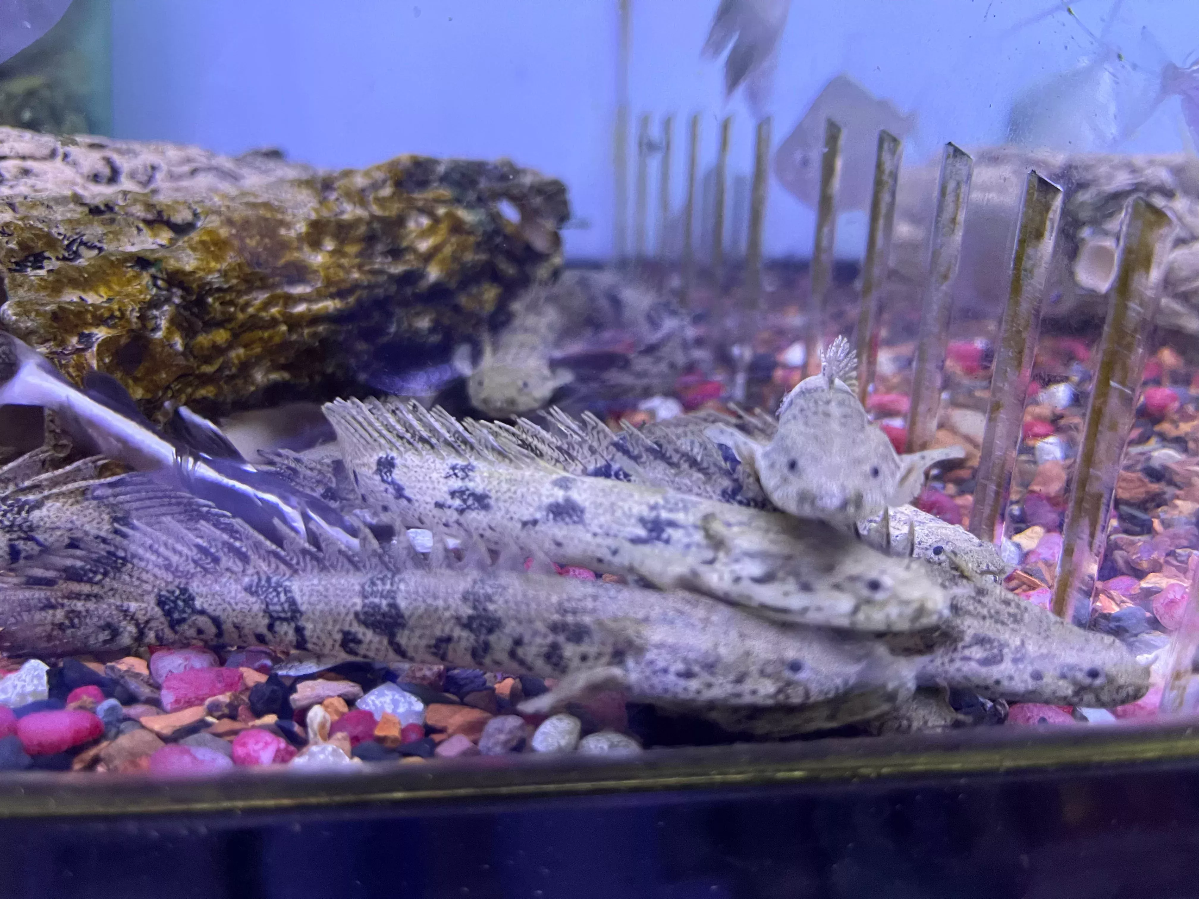 Endlicheri Polypterus Bichir (Polypterus endlicheri endlicheri)