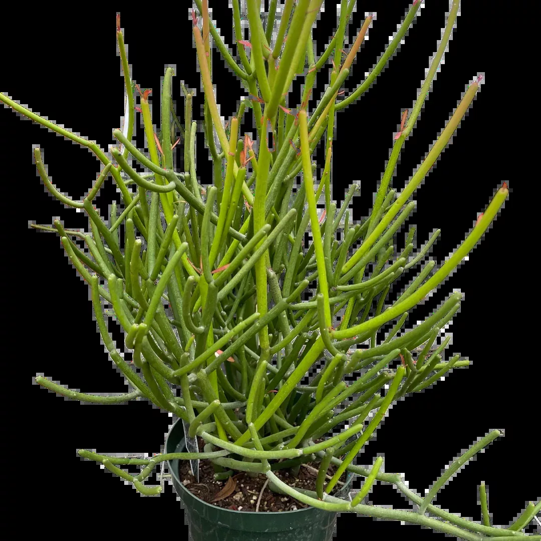 Euphorbia 'Pencil Cactus'