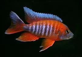 Eureka Red Jake Peacock Cichlid
