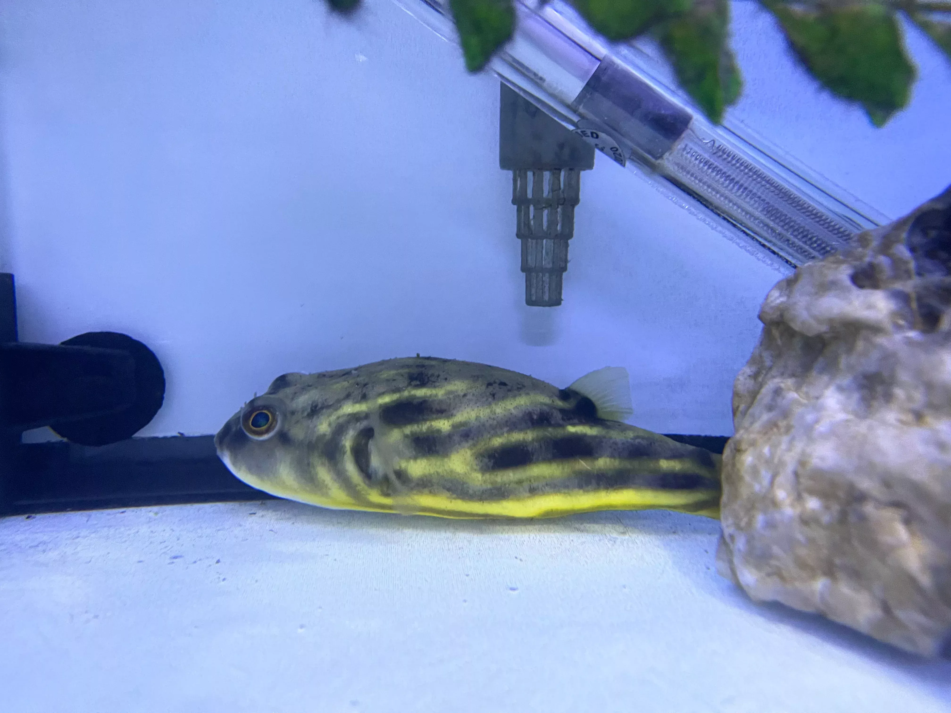 Fahaka Puffer (Tetraodon lineatus)