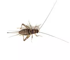 Feeder Crickets Live in Container
