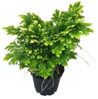 Fern 'Frosty'