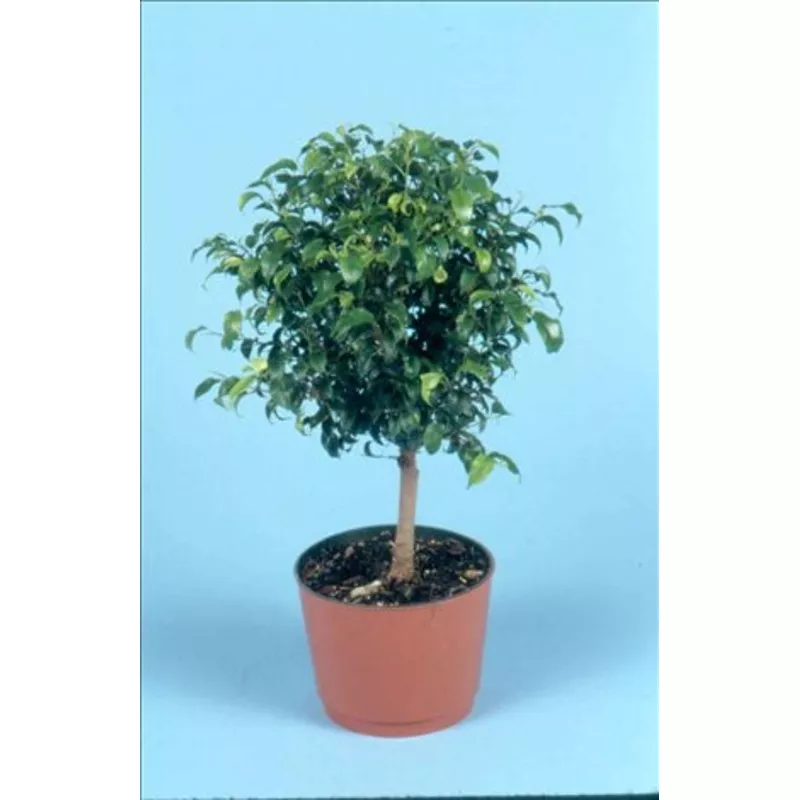 Ficus benjamina ‘Toolittle’