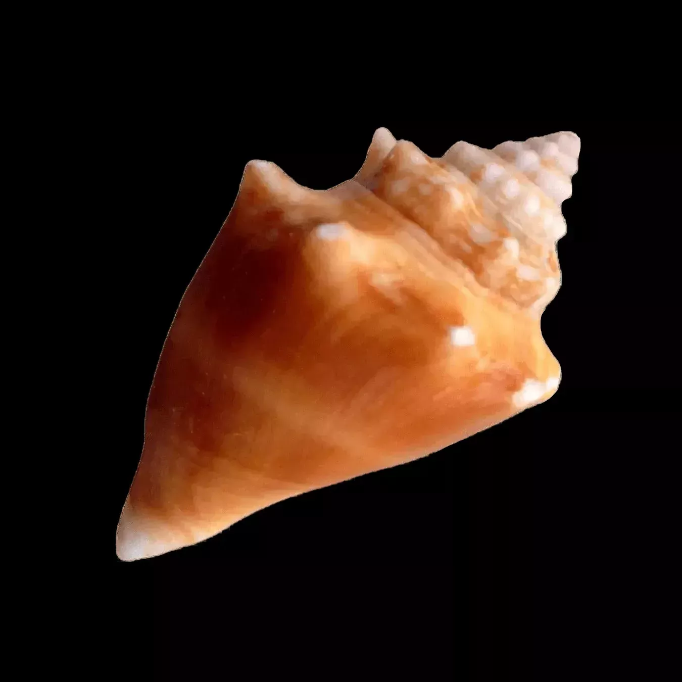 Fighting Conch