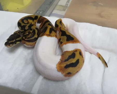 Fire Pied Ball Python aka Pyro Ball Python B12