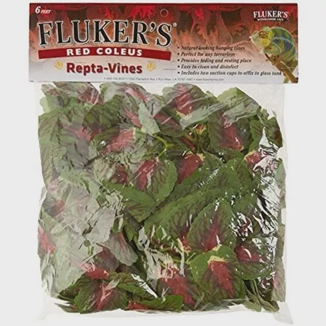 FL 6 FT REPTAVINE RED COLEUS