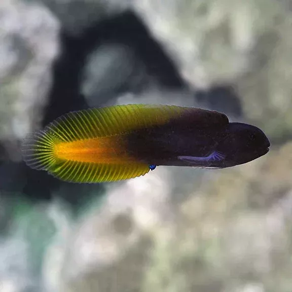 FlametailBlenny