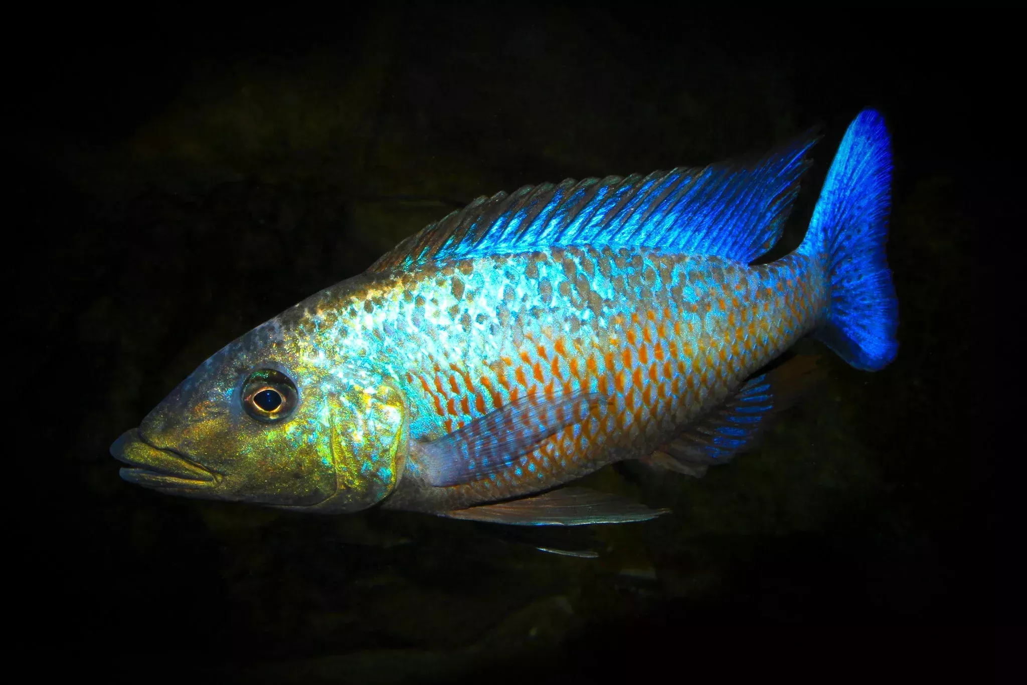 Fossochromis Rostratus Cichlid