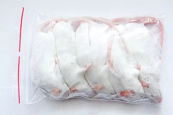 Frozen Jumbo Mouse