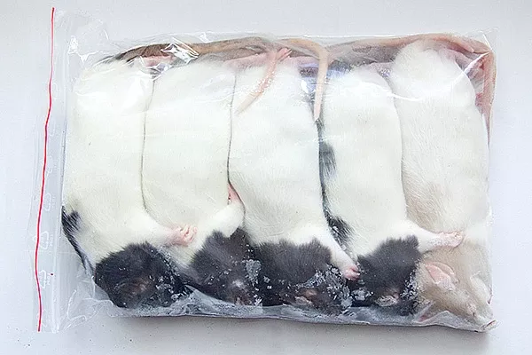 Frozen Large Rat