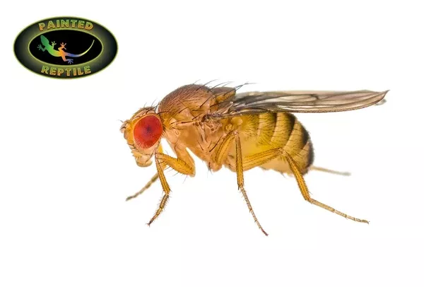 FRUIT FLIES