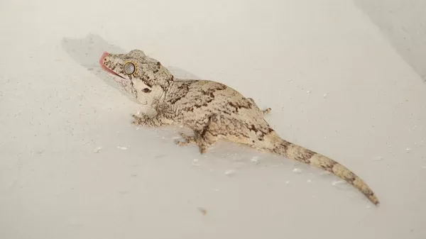 Gargoyle Geckos