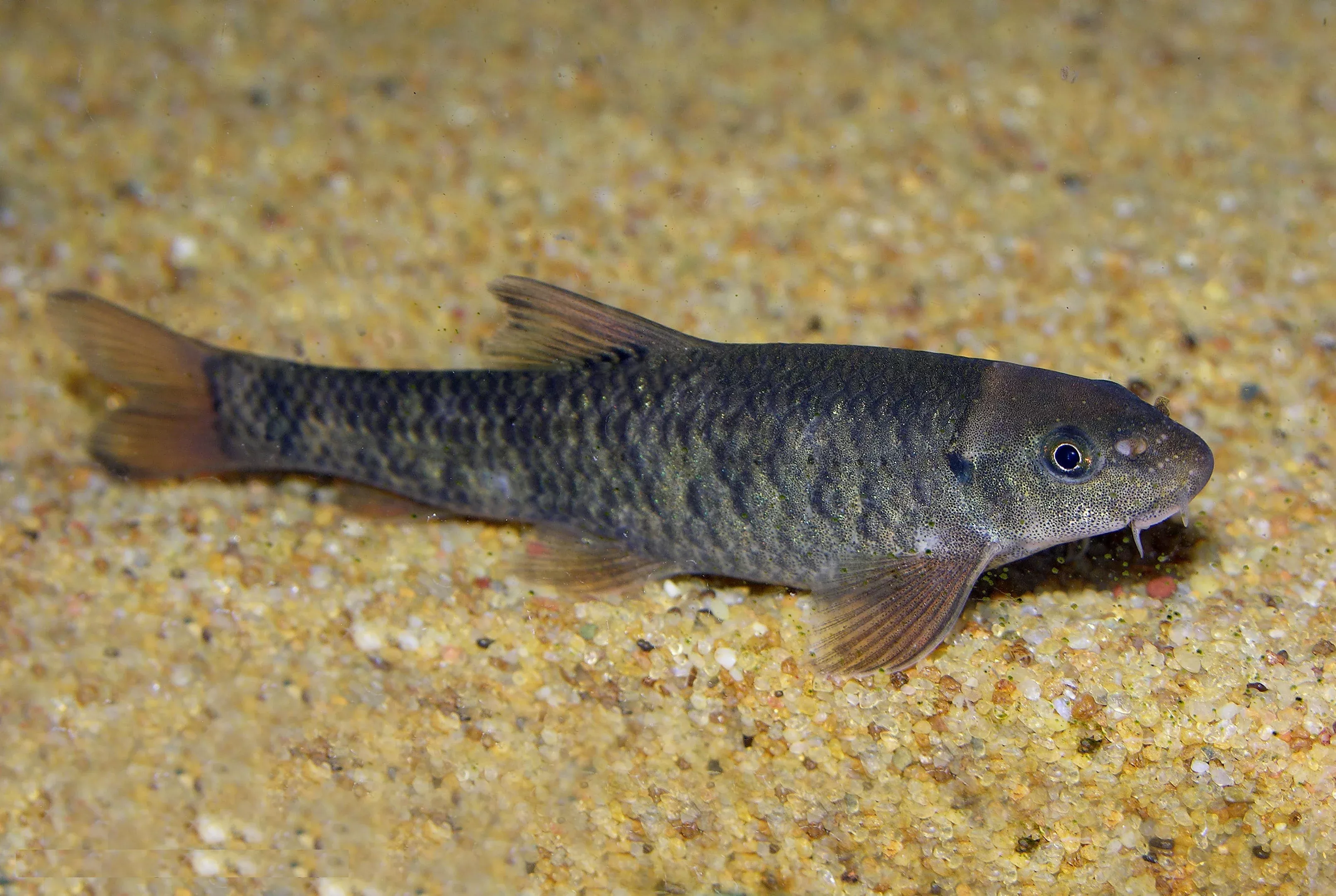 Garra Rufa Fish (aka Doctor Fish)