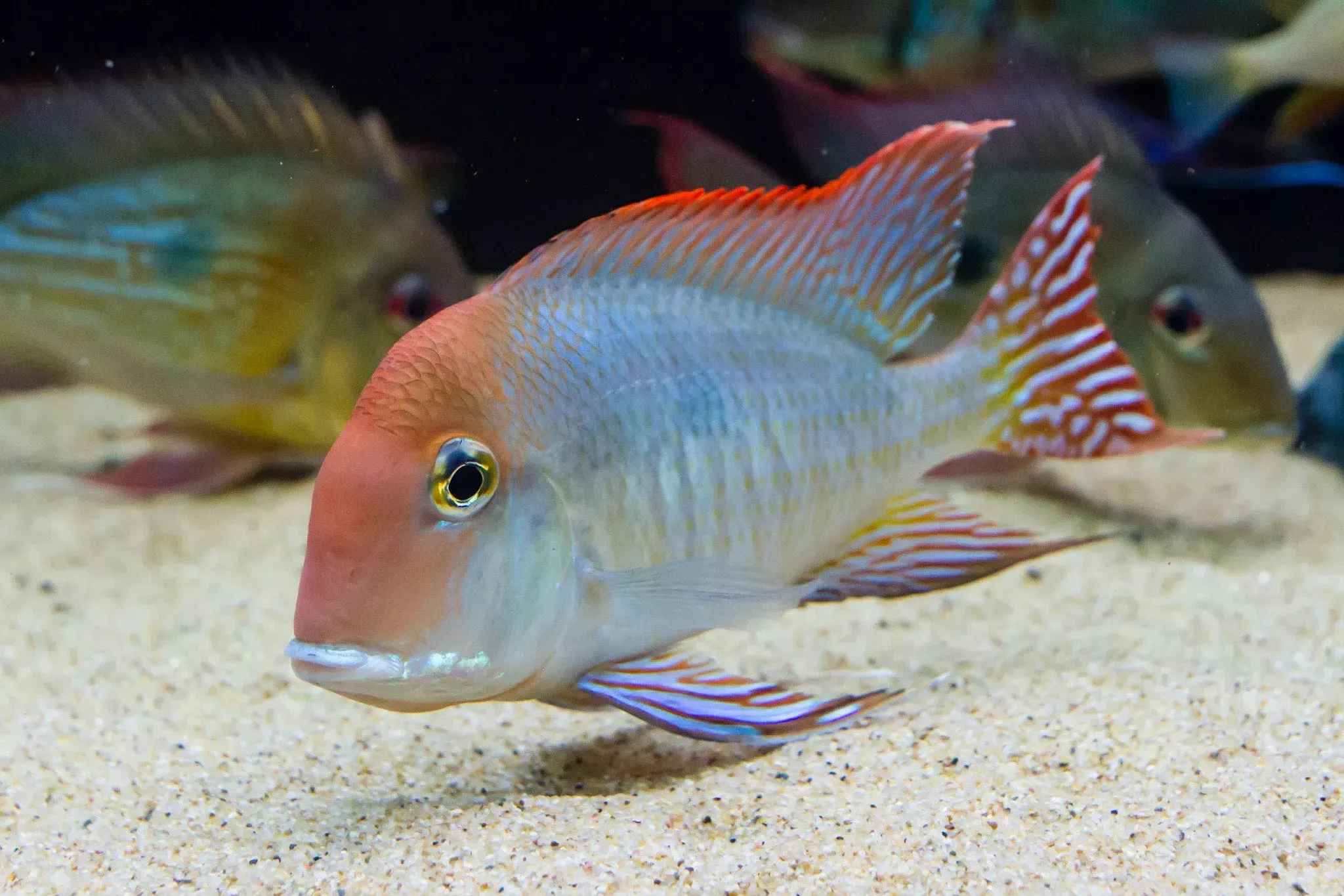 Geophagus Red Head Tapajo