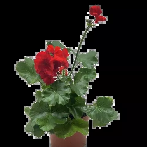 Geranium Red