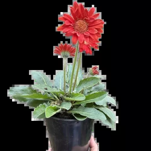 Gerbera Sweet Love Red