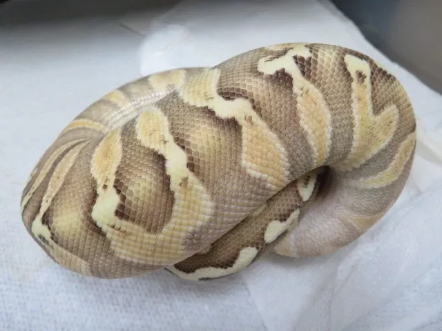 GHI Pastel Butter Het Clown E5
