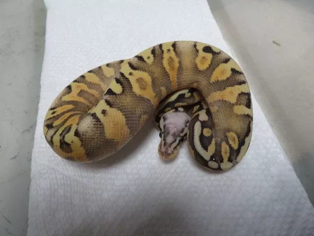 GHI SP Spark or Yellow Belly Ball Python B7