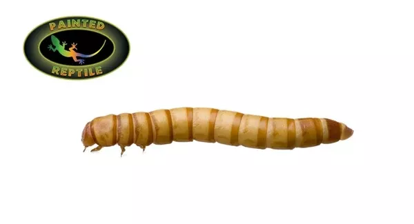 GIANT MEALWORMS
