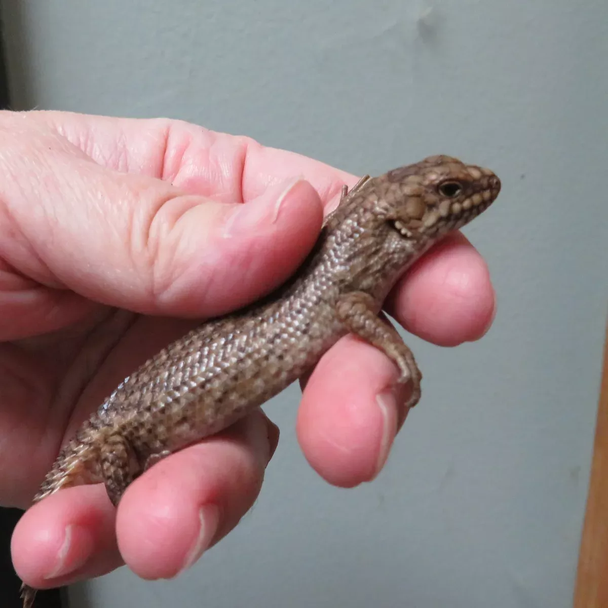 Gidgee Skink