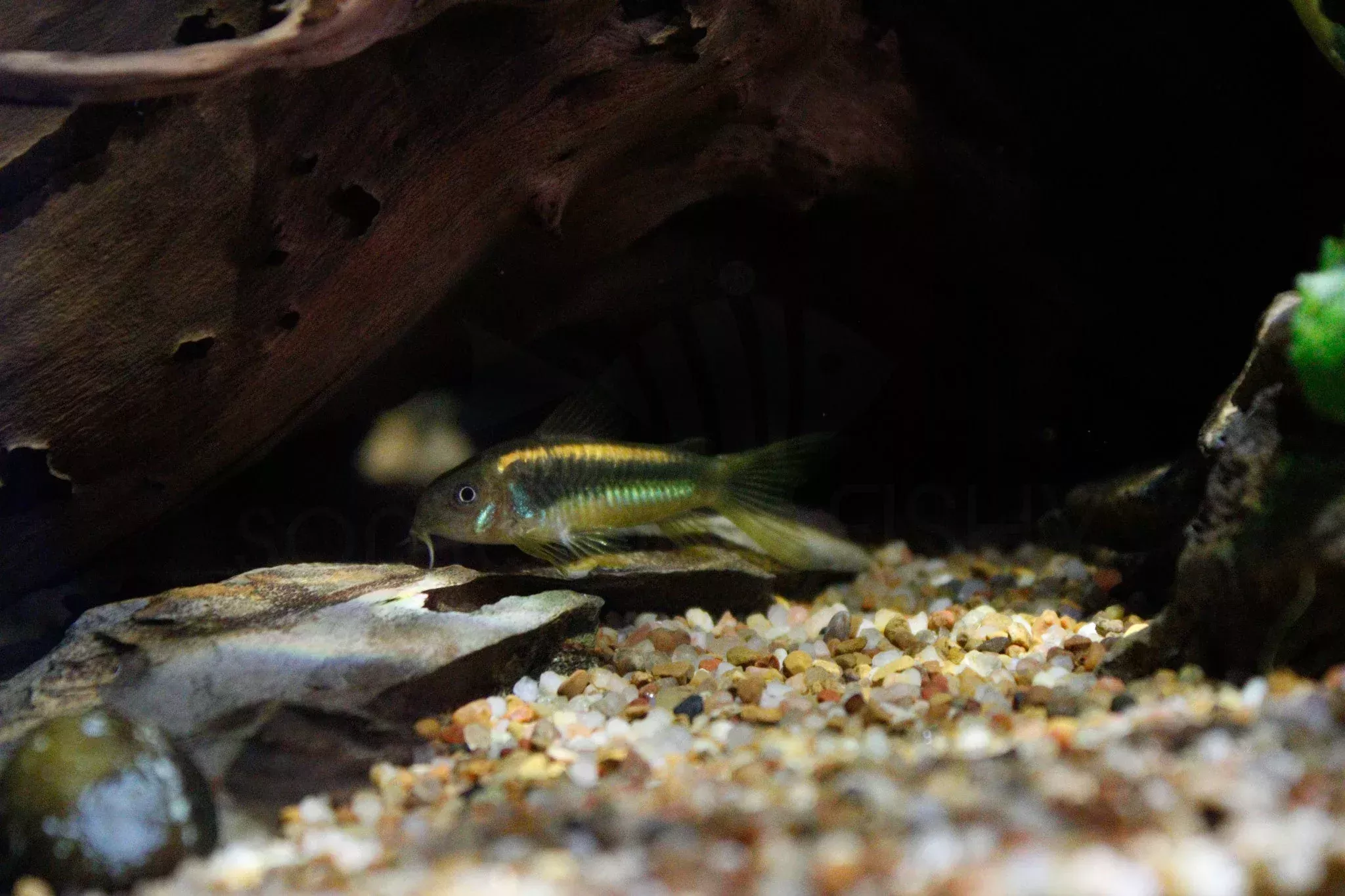 Gold Laser Corydoras