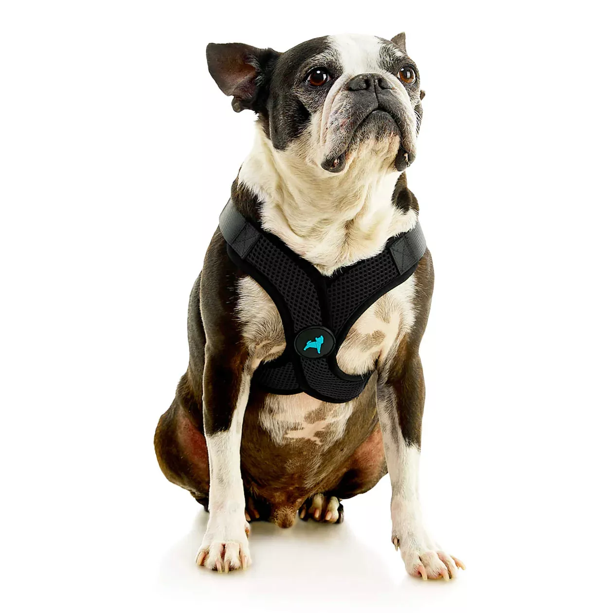 Gooby Comfort X Step-In Lite Harness Black