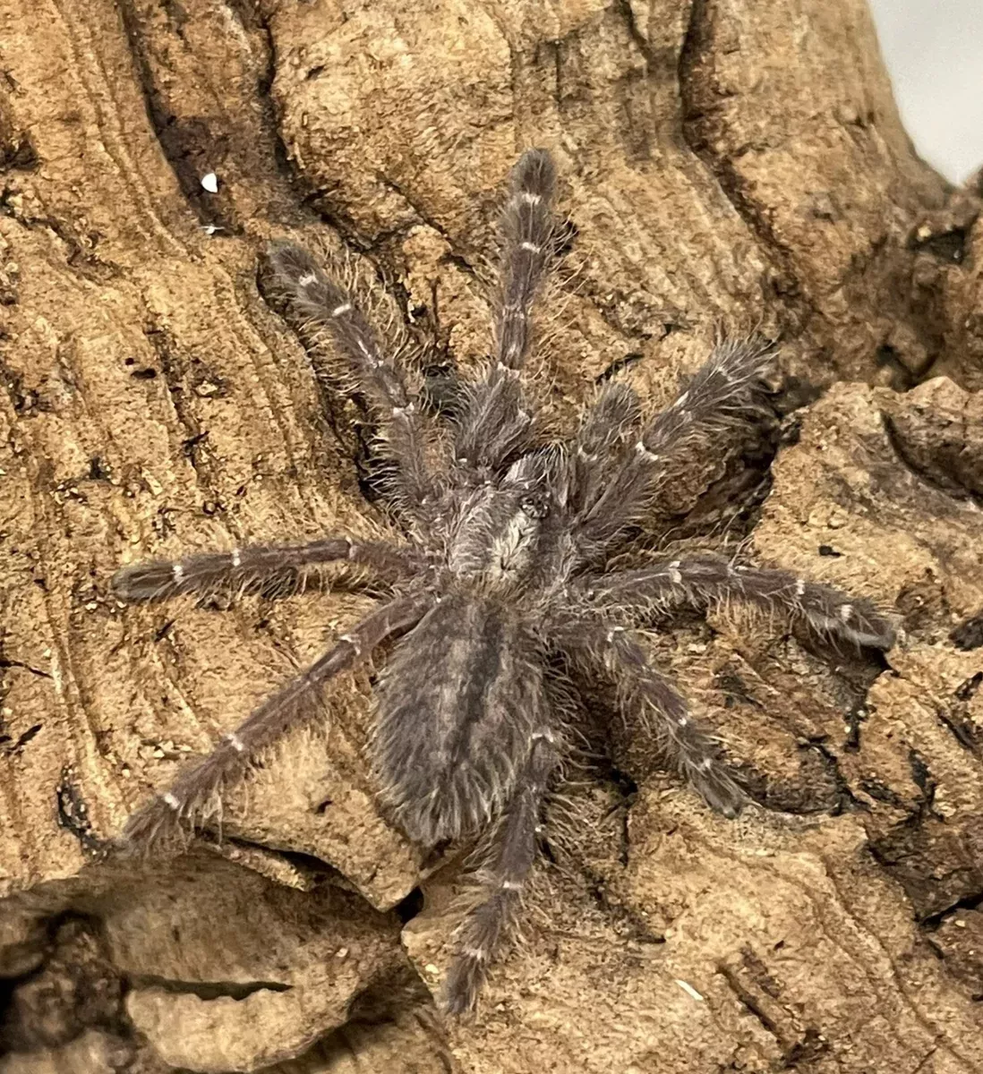 Gooty Sapphire Ornamental