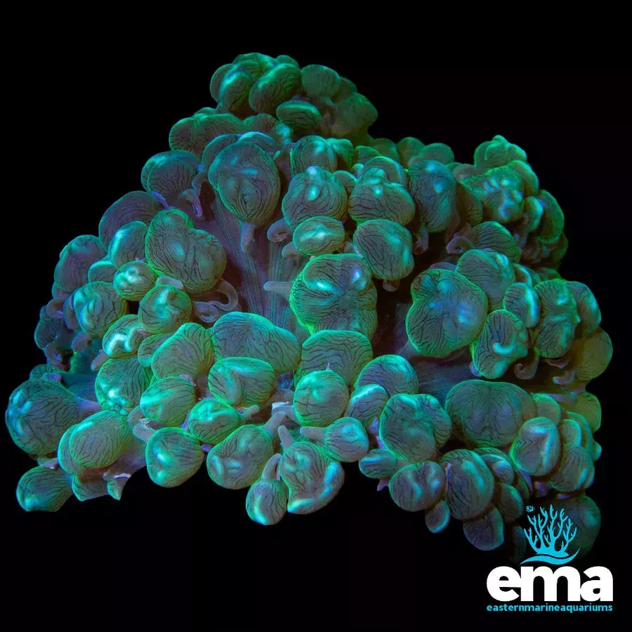 Green Bubble Coral