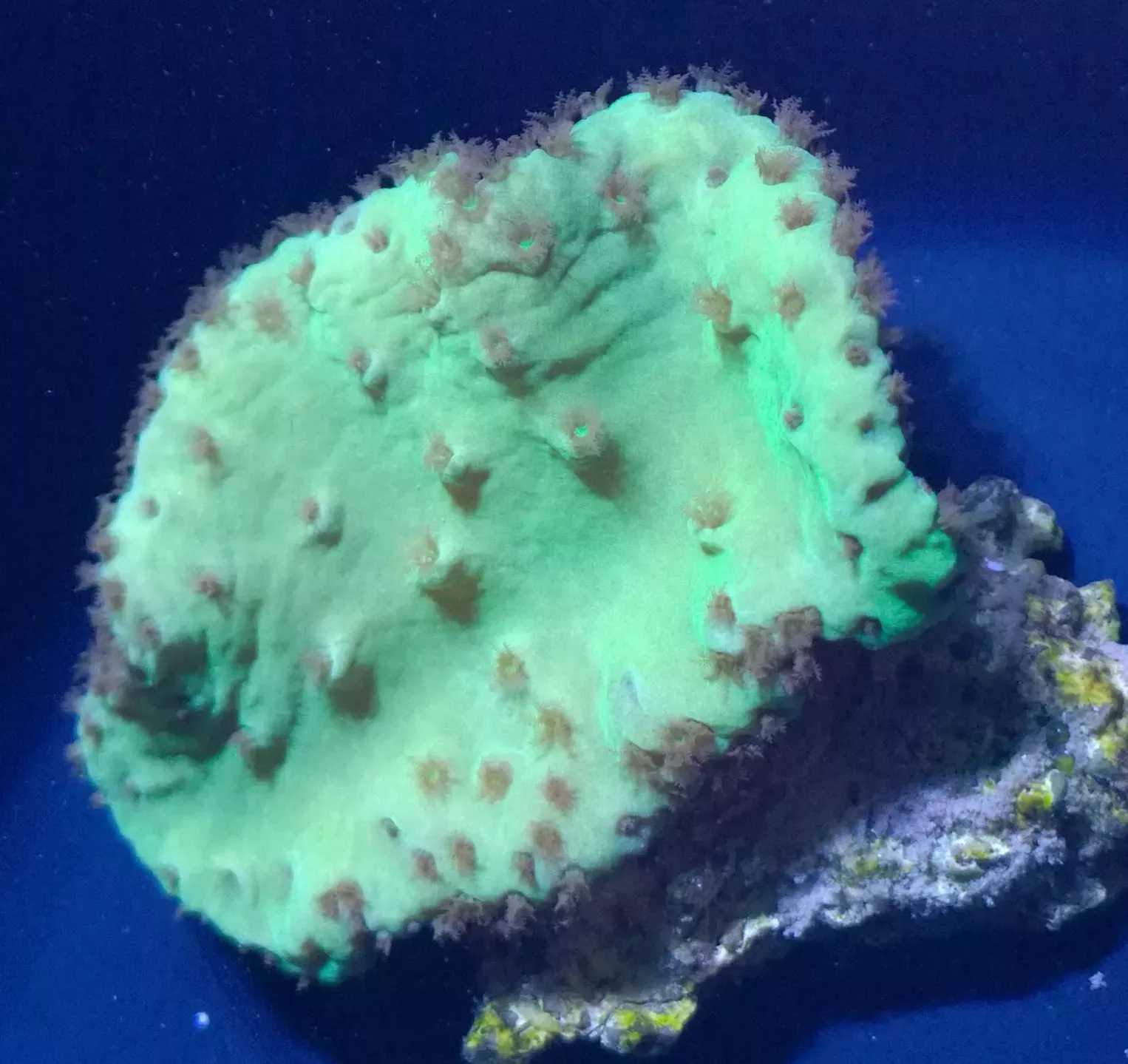 Green Cabbage Leather