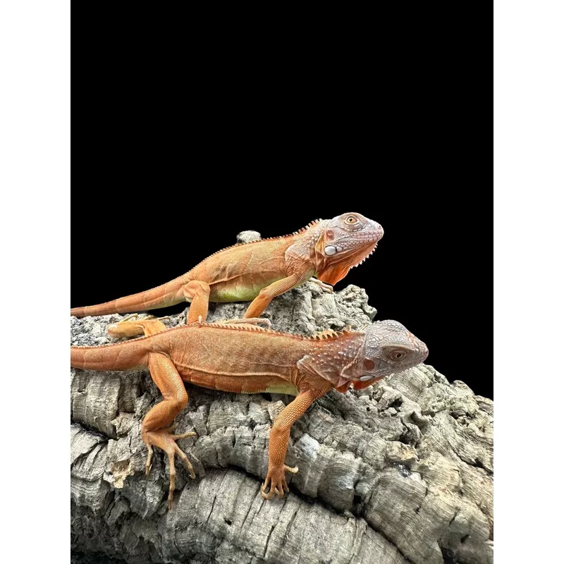 Green Iguana (Orange Zero)