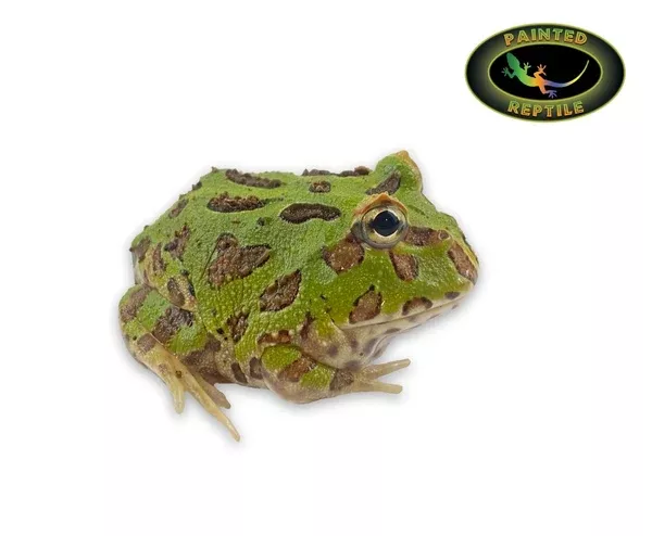 Green Pacman Frog